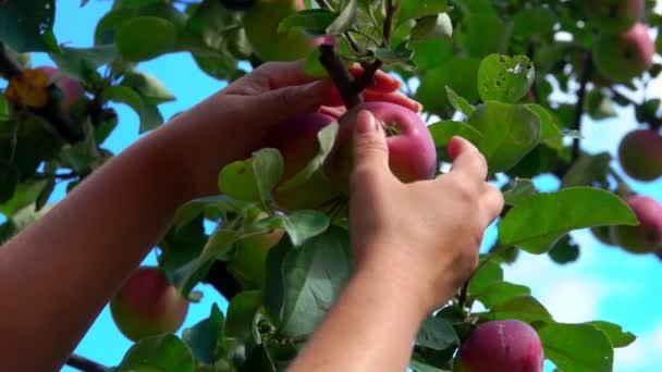 Hand plukt een rijpe grote appel uit een boomtak — Stockvideo