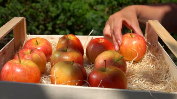 Рука кладе соковиті червоні яблука з дерев'яної коробки — стокове відео