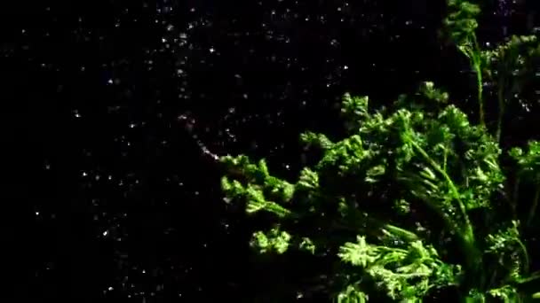 Water drops fly from a bunch of wet parsley — Stock Video