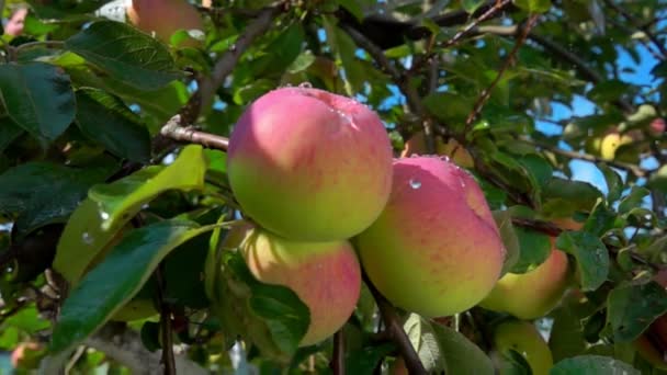 Dešťové kapky padající na zralé jablko na větvi stromu — Stock video