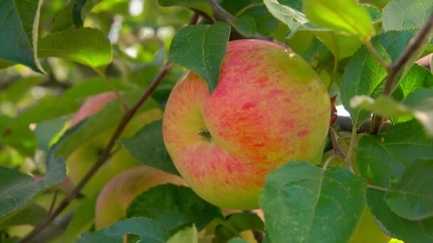 Mano recoge una manzana grande madura de una rama de árbol — Vídeos de Stock