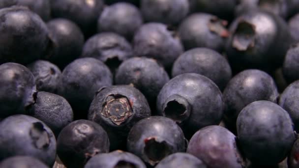Close up of a blueberries roll on the berries — 비디오