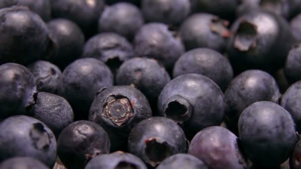 Nahaufnahme einer Blaubeerrolle auf den Beeren — Stockvideo