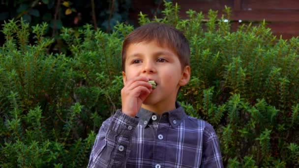 El niño se come un macarrón de almendras francés. — Vídeo de stock