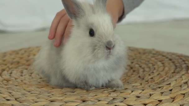Childs hand smeker en söt grå fluffig kanin — Stockvideo