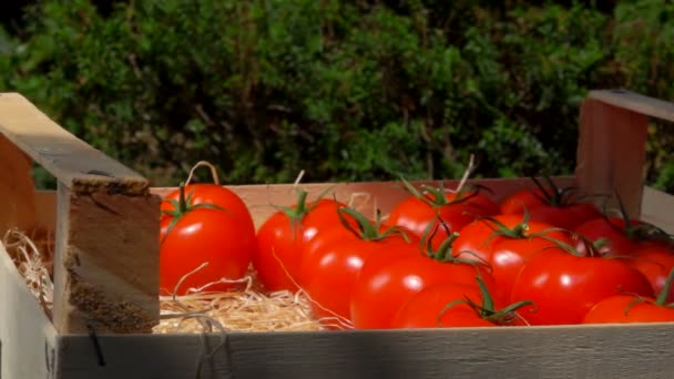 Hand puts ripe juicy tomatoes in a wooden box — Stock Video