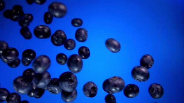 Blueberry fly on a blue background in slow motion — Stock Video