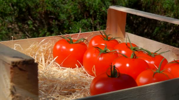Vrouwelijke hand plaats sappige tomaten in een houten doos — Stockvideo