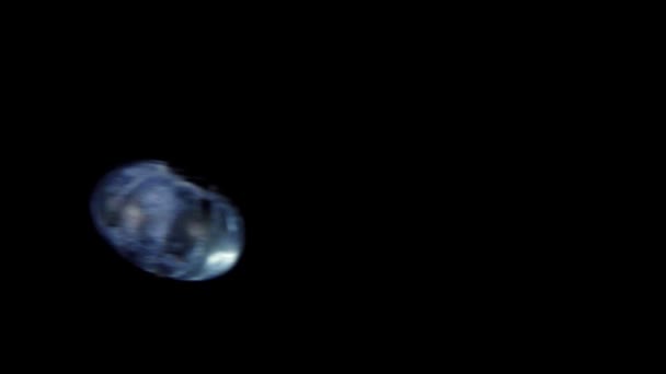 Zwei Blaubeeren kollidieren auf schwarzem Hintergrund — Stockvideo