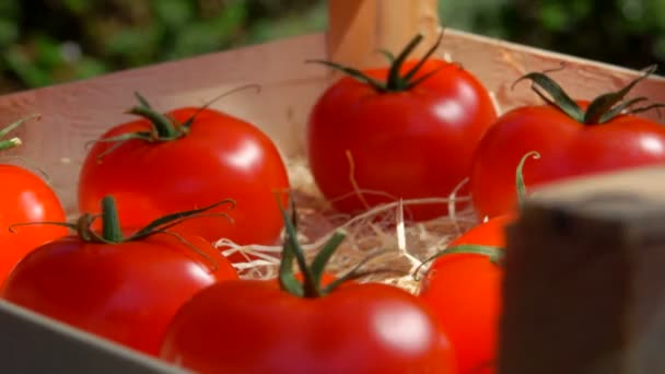 Рука кладе стиглі соковиті помідори в дерев'яну коробку — стокове відео