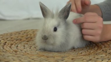 Childs 'ın eli nazikçe okşuyor tatlı gri tüylü bir tavşanı