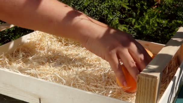 Snelle beelden van een hand die rijpe perziken in een houten doos stopt — Stockvideo