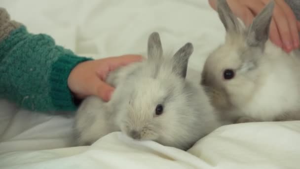 Детские руки ласкают двух милых серых пушистых кроликов — стоковое видео