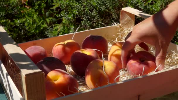 Hand zet een rijpe perzik in een houten doos in de tuin — Stockvideo
