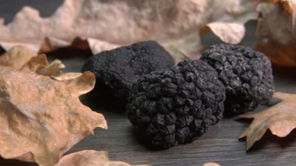 Hand takes a black truffle mushroom from the wooden surface with oak leaves — Stockvideo