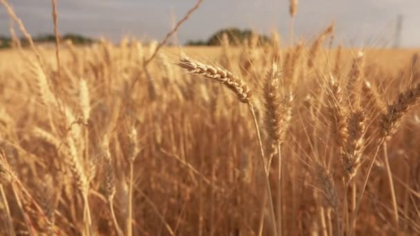 Ears of ripe golden wheat on the background of a wide field — Stock Video