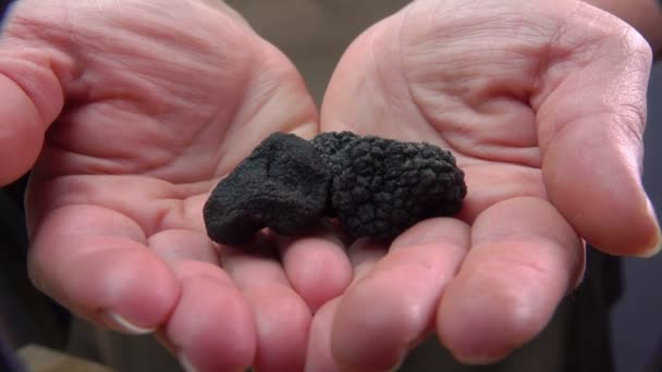 Black truffle mushrooms are laying in palms — Stock Video