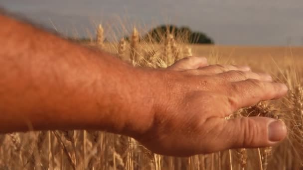 Το αρσενικό χέρι αγγίζει αυτιά ώριμου σιταριού στο φόντο ενός πλατιού αγρού. — Αρχείο Βίντεο