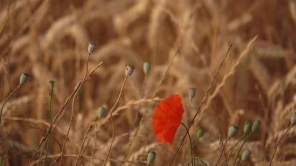 Champ de blé mûr avec des fleurs de pavot rouge balançant dans le vent — Video