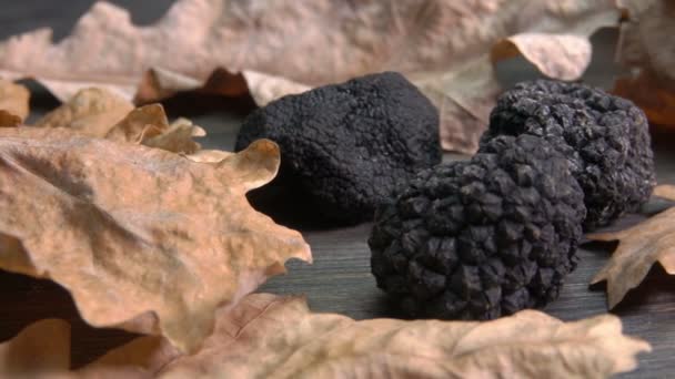 Panorama of a black truffle mushroom on the surface with dry oak leaves — Stock Video