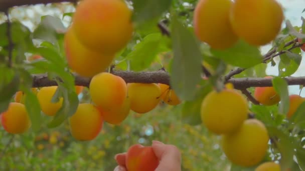 Hand picks ripe delicious apricots from apricot tree branches — Stock Video