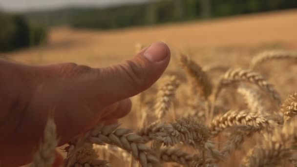 Рука касается колосьев спелой пшеницы на фоне широкого поля — стоковое видео