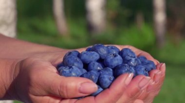 Large beautiful blueberries in female palms