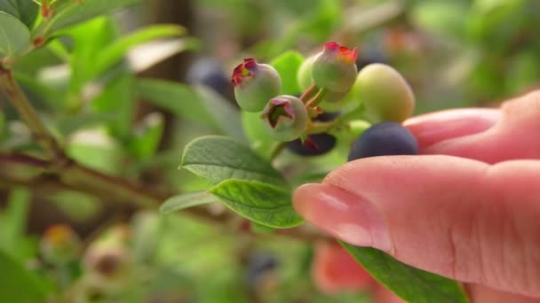 Female hand picks ripe blueberries from a green bush — Stock video