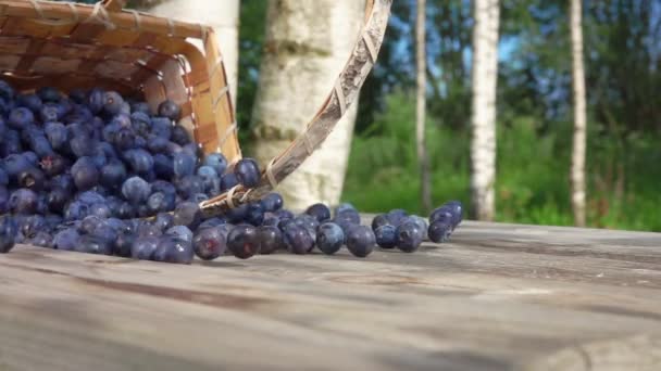 Cesta de bétula cheia de mirtilos grandes cai em uma mesa de madeira — Vídeo de Stock