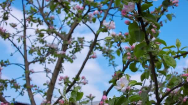 White-pink blossom on the branch of an apple tree on the background of blue sky — 비디오