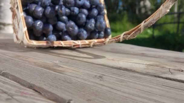 Stora blåbär rullar från korgen mot kameran — Stockvideo