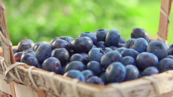 Blueberry besar jatuh ke dalam keranjang penuh buah beri di luar ruangan — Stok Video