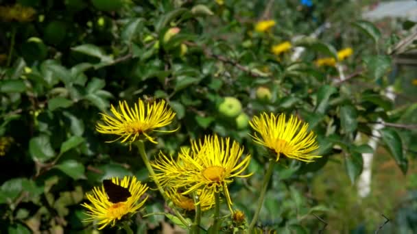 Butterflies and bees fly over the bright yellow elecampane — Stockvideo
