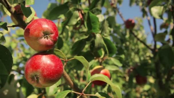 Grande maçã vermelha no ramo no fundo do céu azul — Vídeo de Stock