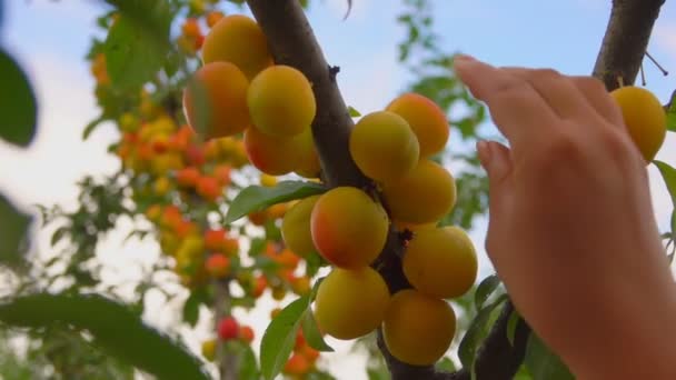 Selecciones de mano femeninas maduras deliciosos albaricoques de ramas de albaricoque — Vídeos de Stock