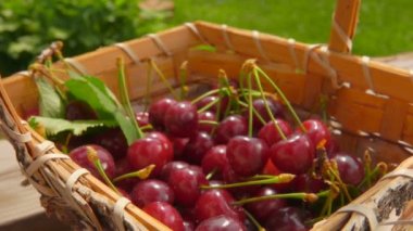 El olgun böğürtlenlerle dolu sepete kırmızı kiraz koyar.