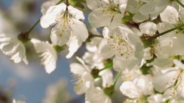 Close-up of a blooming cherry flowers on a bright sunny day