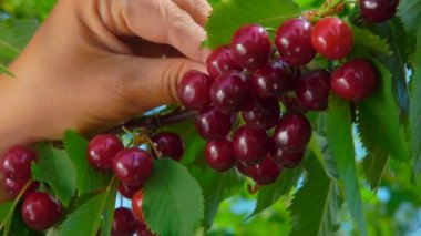 Female hand is picking red cherries from the tree branch on the background