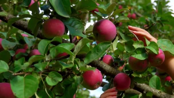 Mani femminili stanno raccogliendo una grande mele rosse mature dal ramo — Video Stock