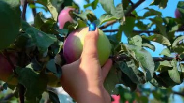 Female hands are picking a large ripe apples on the background of blue sky