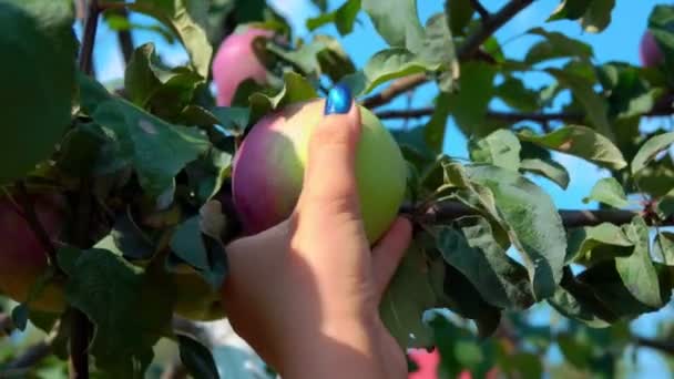 Las manos femeninas están recogiendo grandes manzanas maduras en el fondo del cielo azul — Vídeos de Stock
