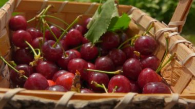 Red cherries are falling into the basket full of ripe berries