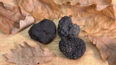 Top view of a black truffle mushroom on the wooden surface with oak leaves