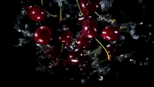 Juicy dark red cherries bounce up with splashes of water on a black background — Stock video