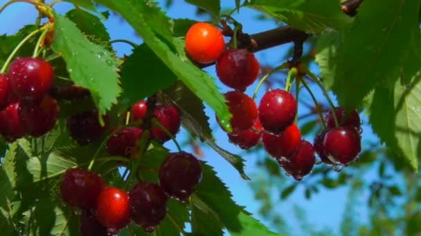 Deliciosas cerezas rojas en la rama húmeda del árbol en el fondo del cielo azul — Vídeo de stock