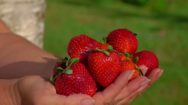 Panorama of female hands full of large red mouth-watering strawberries — 图库视频影像