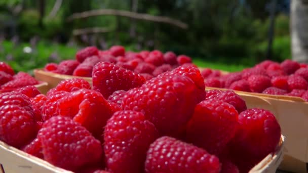 Female hand puts a red raspberry onto the pile of juicy berries in a baskets — Wideo stockowe
