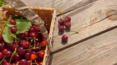 Kirazlar böğürtlen dolu sepetin yanındaki ahşap masalara düşüyor.