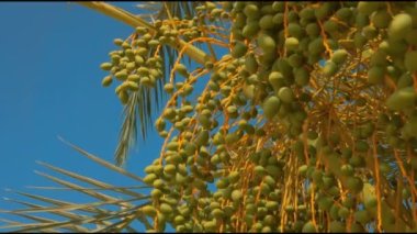 Date palm with green fruits on the background of a clear sky