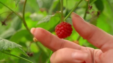 Hand is taking ripe juicy raspberries from the green branch 